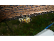 ��� �������.JPG