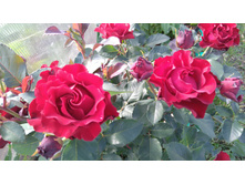 Heinz Winkler (6).JPG