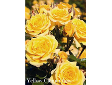 Yellow Clementine (�����������).jpg