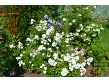 ������� �� ���� (����)