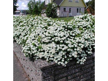 Spiraea betulifolia Tor ������ ��ң��������� ��� 1.50 ����