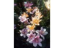 IMG 20160717 172616[1].jpg