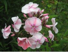 ����� ���������.JPG