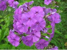 ���� �������