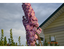 �������. �����������