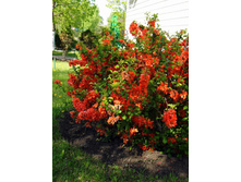 ���� �������� 130