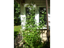 ���� ������������