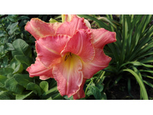 IMG 20160724 085846.jpg