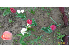 P 20160512 104455 p.jpg