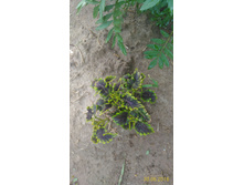 P 20160630 192556 1 p.jpg