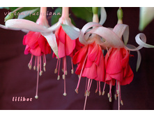 ������ Lilibet