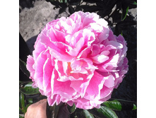 ���� Elk Grove ���� ��� ����� (Klehm, ���) ������ 5�� 28.86����