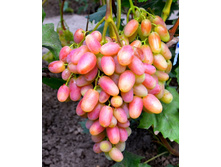 �������� ����� 160���..jpg