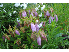 ����������� ��������