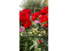 IMG 20160724 090622.jpg