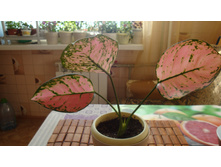 ��������� ���������