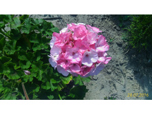 P 20160728 133118 p.jpg