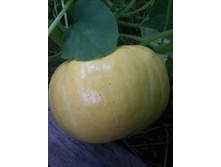 13592360 1444362782255957 2678741884442451557 n.jpg