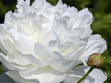 ���� Amalia Olson ���� ������ ����� (Olson, 1959, ���)  ������ 25�� 14.43����