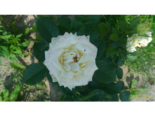 P 20160728 132504 1 p.jpg