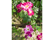 ����� �����