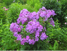 ����� �������.JPG