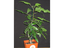 Hibiscus variegata, 2013