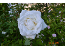 ����������� �������� ����