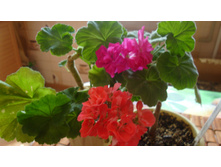 Highfields Charisma � Lara Delight(������)