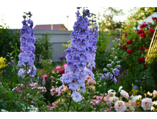 �������. �����������