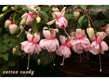 ������ Cotton Candy