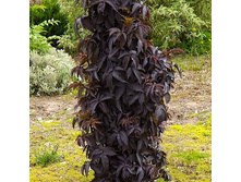 ������ Sambucus nigra Black Tower - 3,75