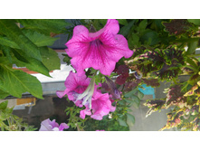 P 20160727 111459 1 p.jpg