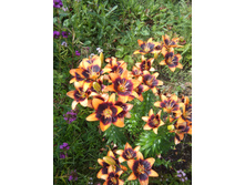 ����� �� ���