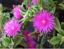 ������� Cordifolia