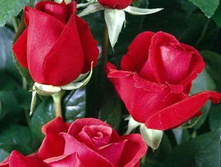 Duftwolke (��������������).jpg