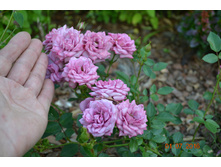 �������� ������ ������-���������� �� ��������� �����