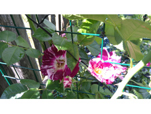 Purple Splash (5).JPG