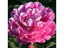 ���� Gilbert Barthelot ���� ������� ������� ��������� 50 �� 2.86 ����