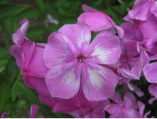 ����� ����1.JPG