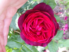 Astrid Gräfin von Hardenberg