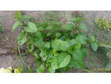 P 20160630 192639 1 p.jpg