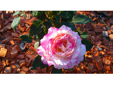 Marc Chagall (6).JPG