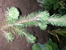 ����� ������ Pumilio