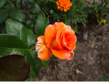 �� "������"