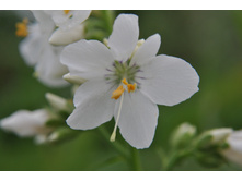 ������ �����