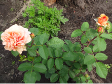 �������������� "����������"