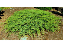 ���-� Juniperus comm. Green Carpet - 1,75 ������ �� ������������  � ������ 1 ���