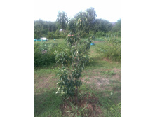 ������������ ������ ������