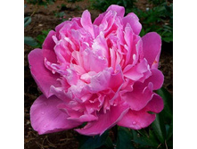 ���� Amabilis  ��������� 50 ��  2.86 ����